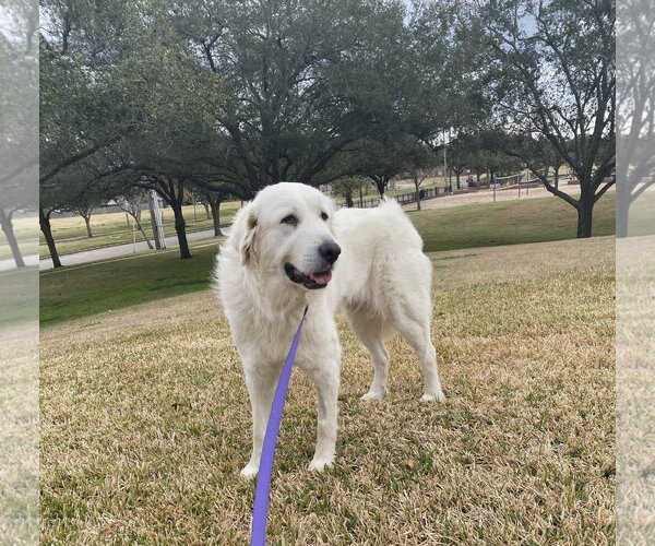 Medium Photo #10 Great Pyrenees Puppy For Sale in Spring, TX, USA