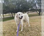 Small #9 Great Pyrenees