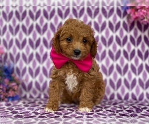 Cavapoo Puppy for sale in LANCASTER, PA, USA