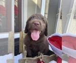 Puppy 2 Doodle-Labradoodle Mix