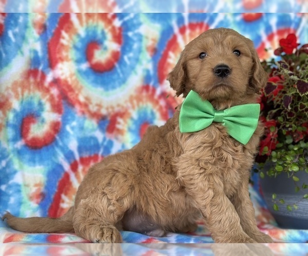 Medium Photo #1 Goldendoodle Puppy For Sale in LANCASTER, PA, USA