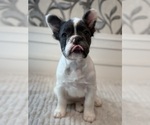 Image preview for Ad Listing. Nickname: Blaze