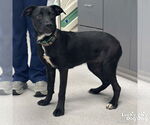 Small #2 Labrador Retriever Mix