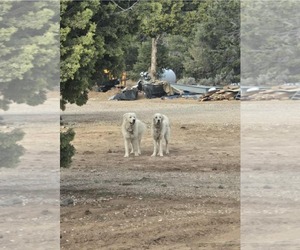Coco - Female Great Pyrenees Dog for Adoption - Photo #7