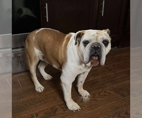 Medium Photo #1 Bulldog Puppy For Sale in Vail, AZ, USA