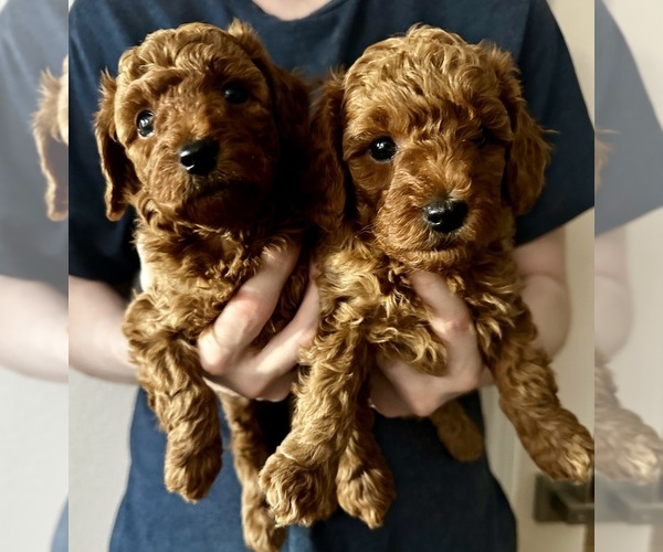 Medium Photo #1 Poodle (Toy) Puppy For Sale in SACRAMENTO, CA, USA