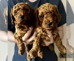 Small Poodle (Toy)