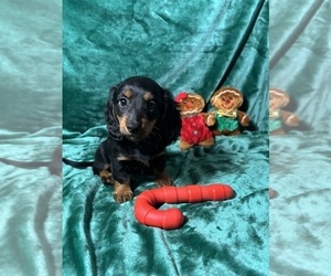 Dachshund Puppy for sale in INDIANAPOLIS, IN, USA