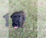 Puppy Pup Cane Corso