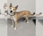 Small #1 German Shepherd Dog-Siberian Husky Mix