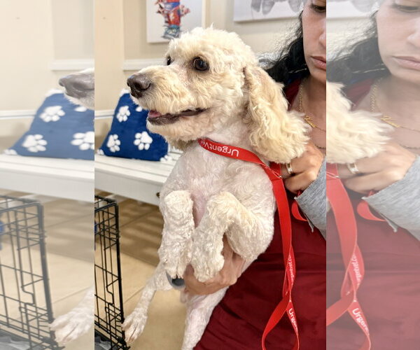 Medium Photo #3 Poodle (Miniature) Puppy For Sale in Boca Raton, FL, USA