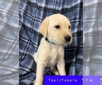 Small Photo #3 Labrador Retriever Puppy For Sale in FRUITA, CO, USA