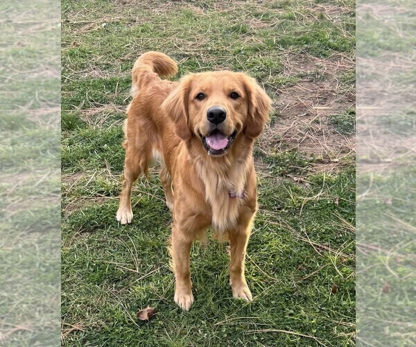 Medium Photo #1 Golden Retriever Puppy For Sale in COEUR D ALENE, ID, USA