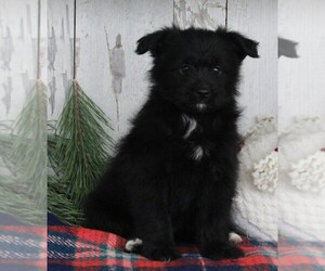 Pom-A-Poo Puppy for sale in FREDERICKSBURG, OH, USA