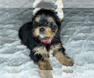 Yorkshire Terrier Puppy for sale in TAYLOR, MI, USA