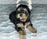 Small Yorkshire Terrier