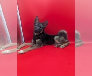 Norwegian Elkhound Puppy for sale in GOSHEN, IN, USA