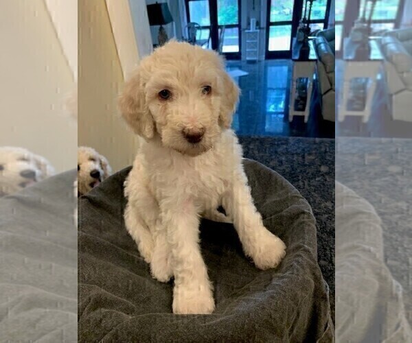 Medium Photo #9 Poodle (Standard) Puppy For Sale in PLANT CITY, FL, USA
