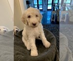Small Photo #9 Poodle (Standard) Puppy For Sale in PLANT CITY, FL, USA