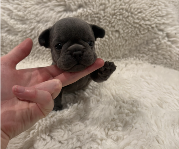 Medium Photo #4 French Bulldog Puppy For Sale in KALISPELL, MT, USA