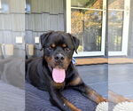Small #41 Rottweiler Mix