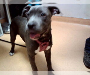 Mutt Dogs for adoption in Martinez, CA, USA