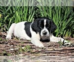 Small Photo #7 Labradinger Puppy For Sale in LISLE, NY, USA