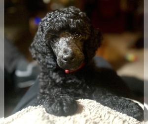 Poodle (Standard) Puppy for sale in MCCALL, ID, USA