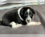 Puppy Spotify Border Collie-Papillon Mix
