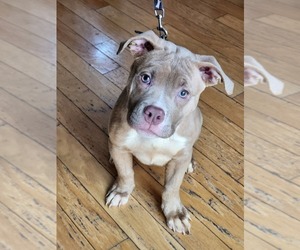 American Bully Puppy for Sale in GETTYSBURG, Pennsylvania USA