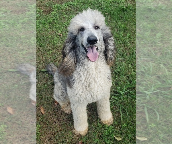 Medium Photo #2 Poodle (Standard) Puppy For Sale in DOWELLTOWN, TN, USA