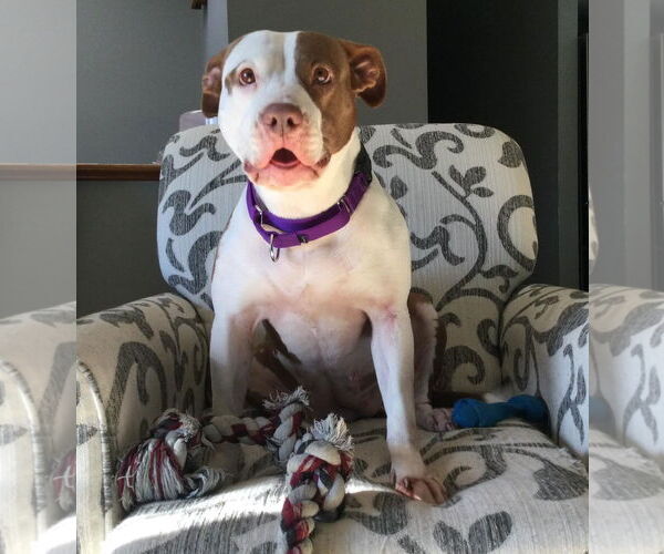 Medium Photo #15 American Pit Bull Terrier-Unknown Mix Puppy For Sale in Oakhurst, NJ, USA