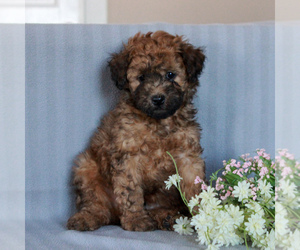 YorkiePoo Puppy for sale in GAP, PA, USA