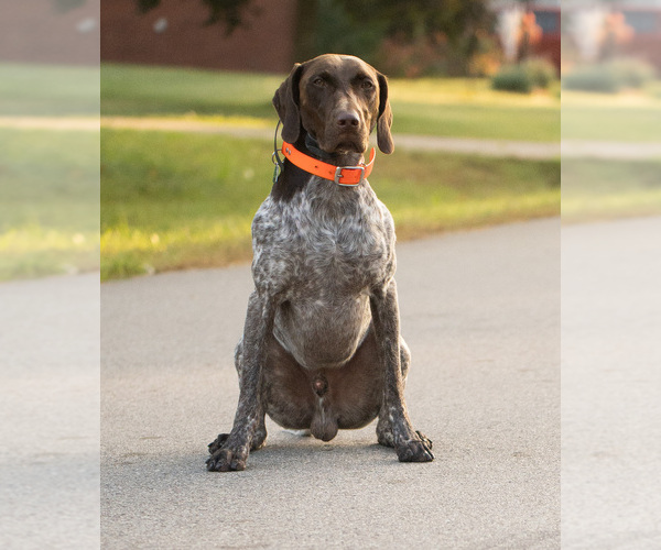Medium Photo #7 German Shorthaired Pointer Puppy For Sale in SHELBY TOWNSHIP, MI, USA