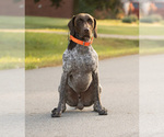 Small #6 German Shorthaired Pointer