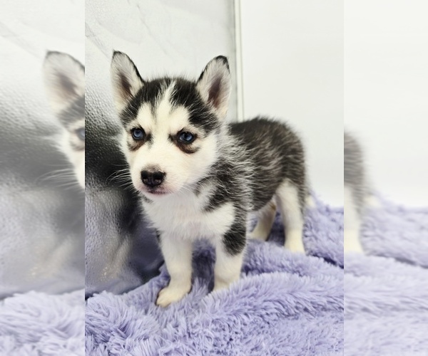 Medium Photo #4 Siberian Husky Puppy For Sale in SANDY HOOK, KY, USA