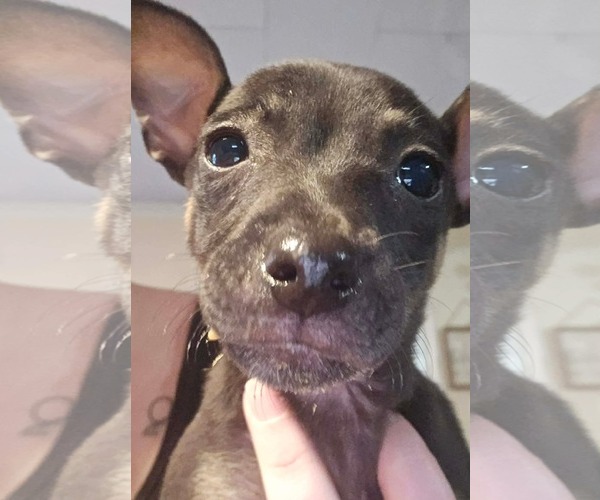 Medium Photo #2 Chihuahua Puppy For Sale in Kannapolis, NC, USA
