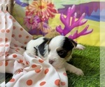 Small #7 Yorkshire Terrier