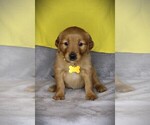 Small #13 Golden Retriever