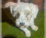 Small #1 Miniature Schnauzer-Poodle (Miniature) Mix