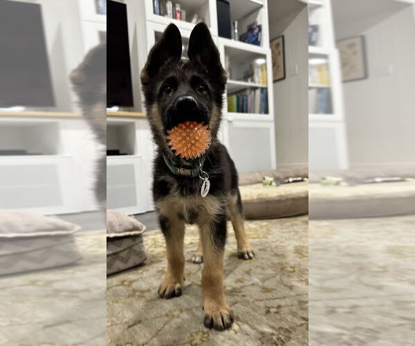 Medium Photo #4 German Shepherd Dog Puppy For Sale in West Sacramento, CA, USA