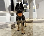 Small #3 German Shepherd Dog