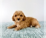 Small #1 Cavapoo (Miniature)