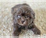 Small #1 ShihPoo