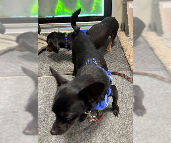 Medium Photo #2 Chiweenie Puppy For Sale in Stanhope, NJ, USA