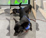 Small #1 Chiweenie