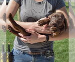 Small #3 Sheprador