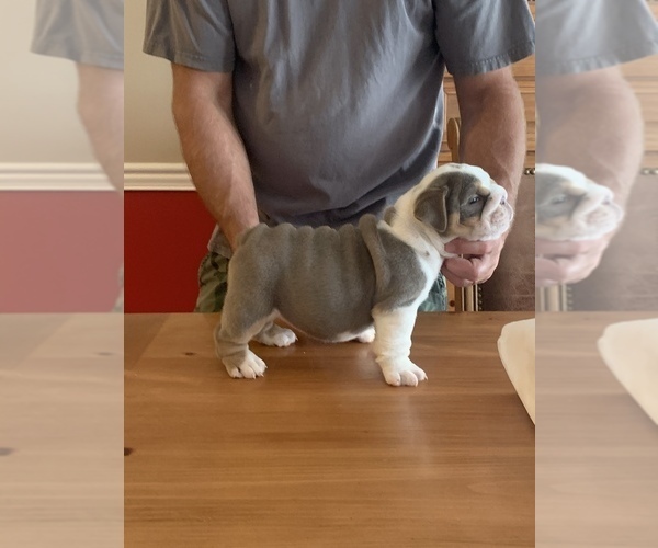 Medium Photo #6 English Bulldog Puppy For Sale in DAYTON, OH, USA