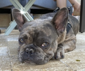 Father of the French Bulldog puppies born on 05/06/2025