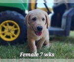 Small Photo #2 Labrador Retriever Puppy For Sale in EDGEWOOD, TX, USA